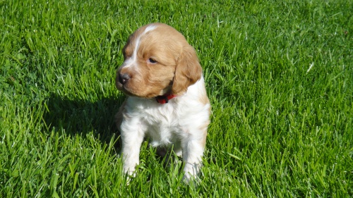 PROD�M �T��ATA BRETA�SK�HO OHA�E S PP